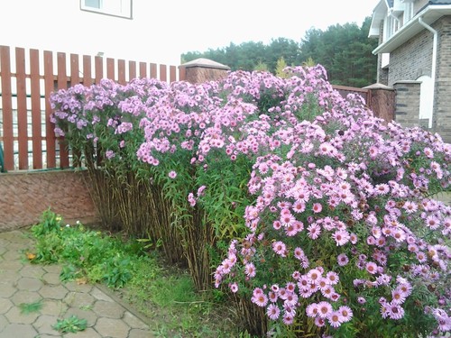 Aster