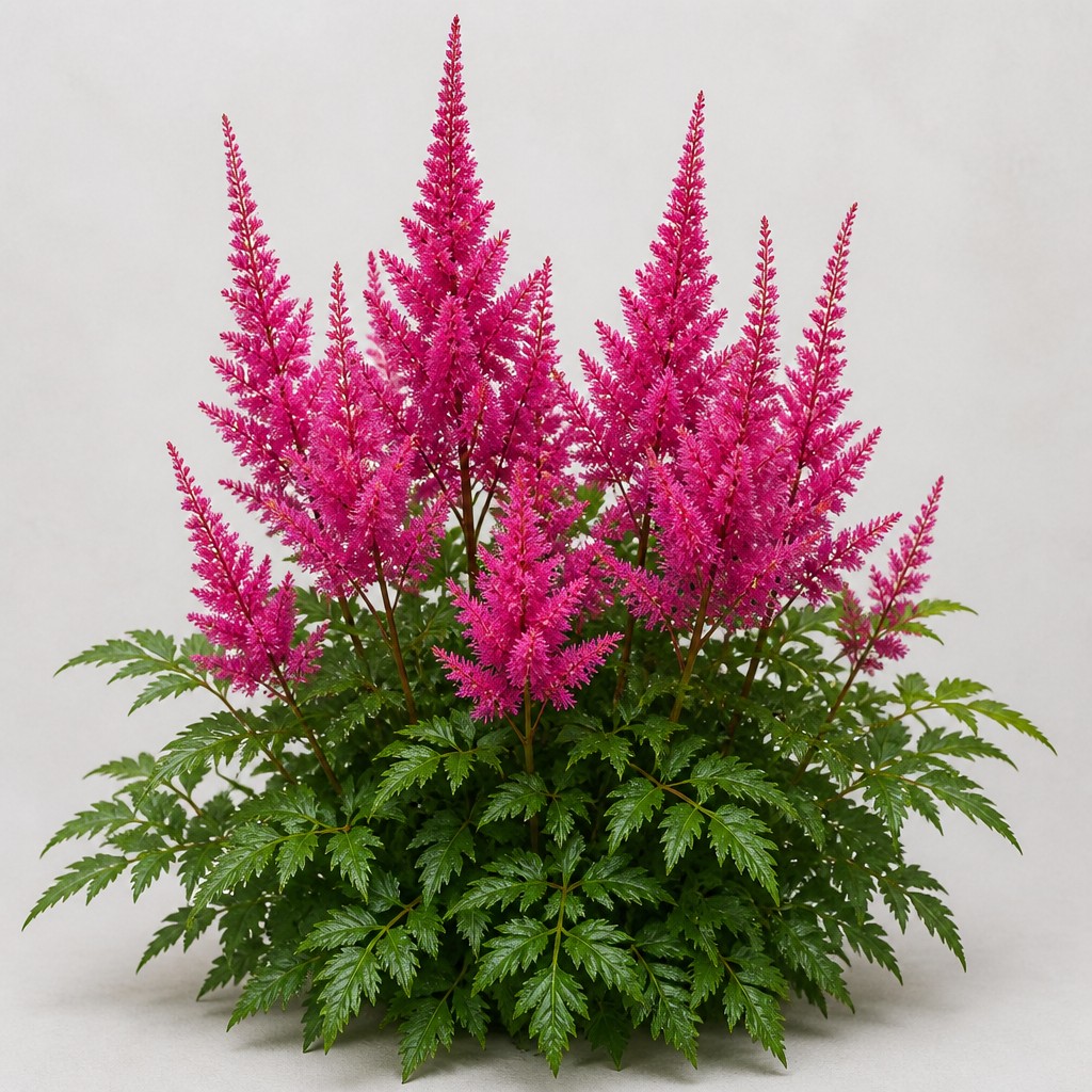 Astilbe
