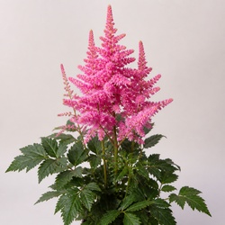Astilbe Identification Guide
