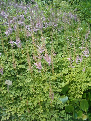 Astilbe