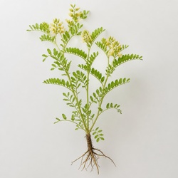 Astragalus Identification Guide
