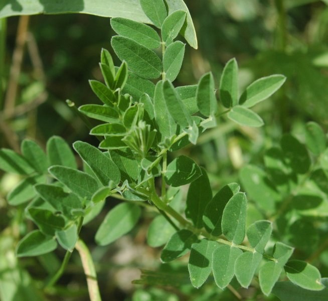How to Care for Astragalus