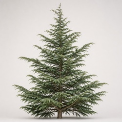 Atlas Cedar Identification Guide