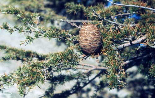Atlas Cedar