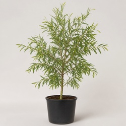 Australian Willow Identification Guide