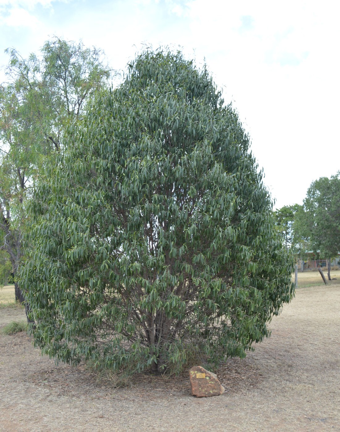 How to Care for Australian Willow