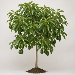 Avocado Tree Identification Guide