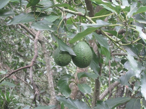 Avocado Tree