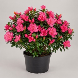 Azalea Identification Guide