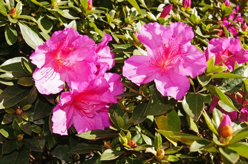 Azalea