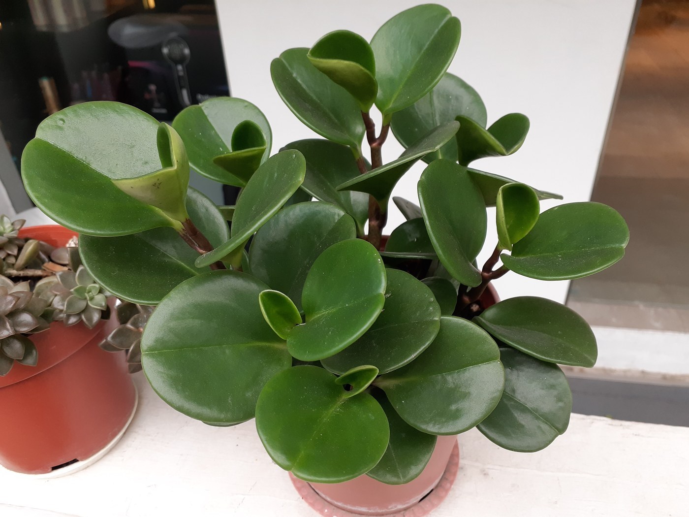 How to Care for Baby Rubber Plant