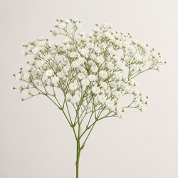 Baby's Breath Identification Guide