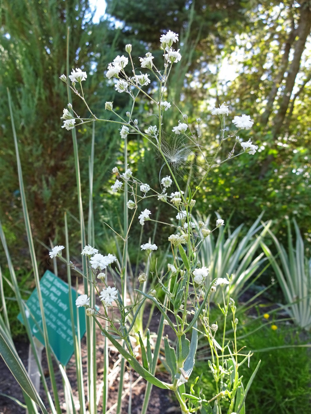 How to Care for Baby's Breath