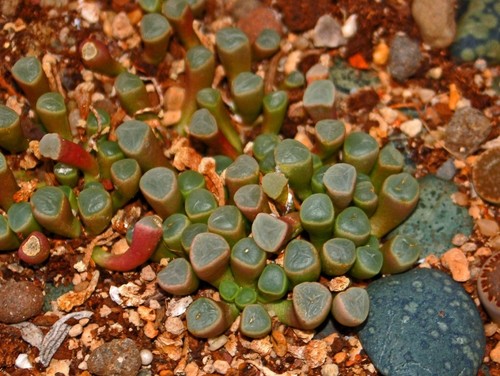 Baby Toes