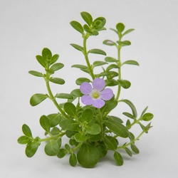 Bacopa Identification Guide
