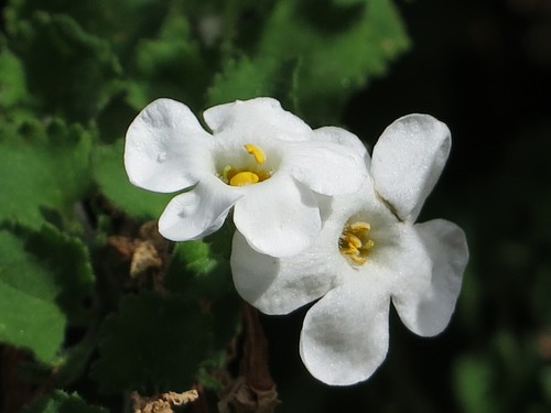 Bacopa