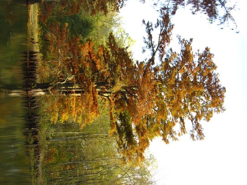 Bald Cypress