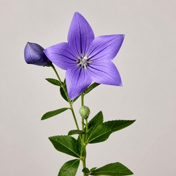 Balloon Flower Identification Guide