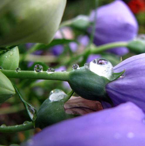 Balloon Flower