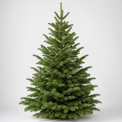Balsam Fir Identification Guide