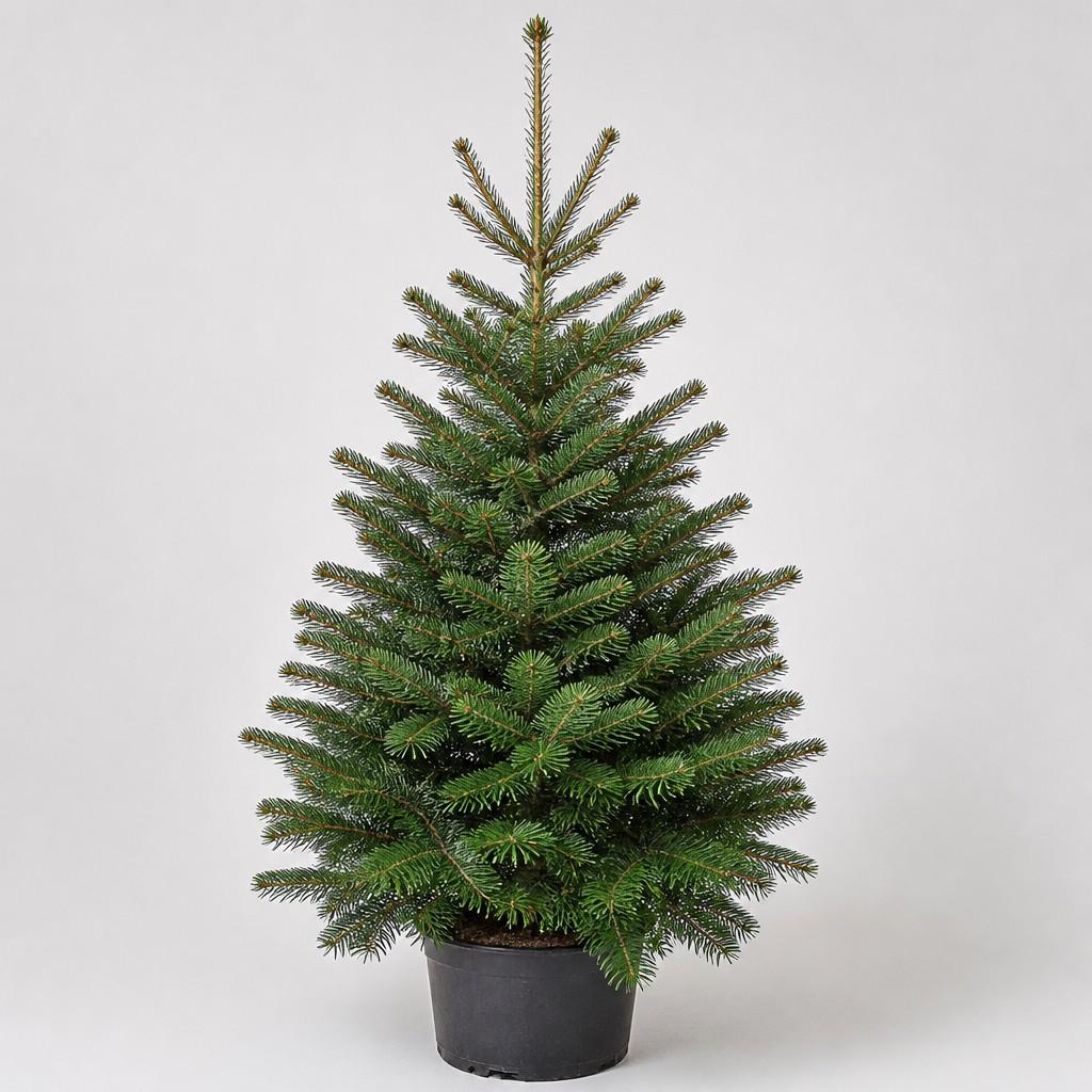 Balsam Fir