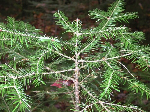 Balsam Fir