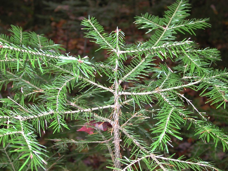 How to Care for Balsam Fir