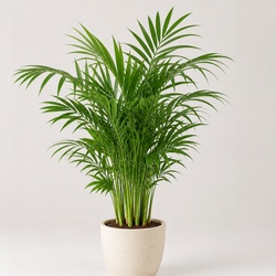 Bamboo Palm Identification Guide