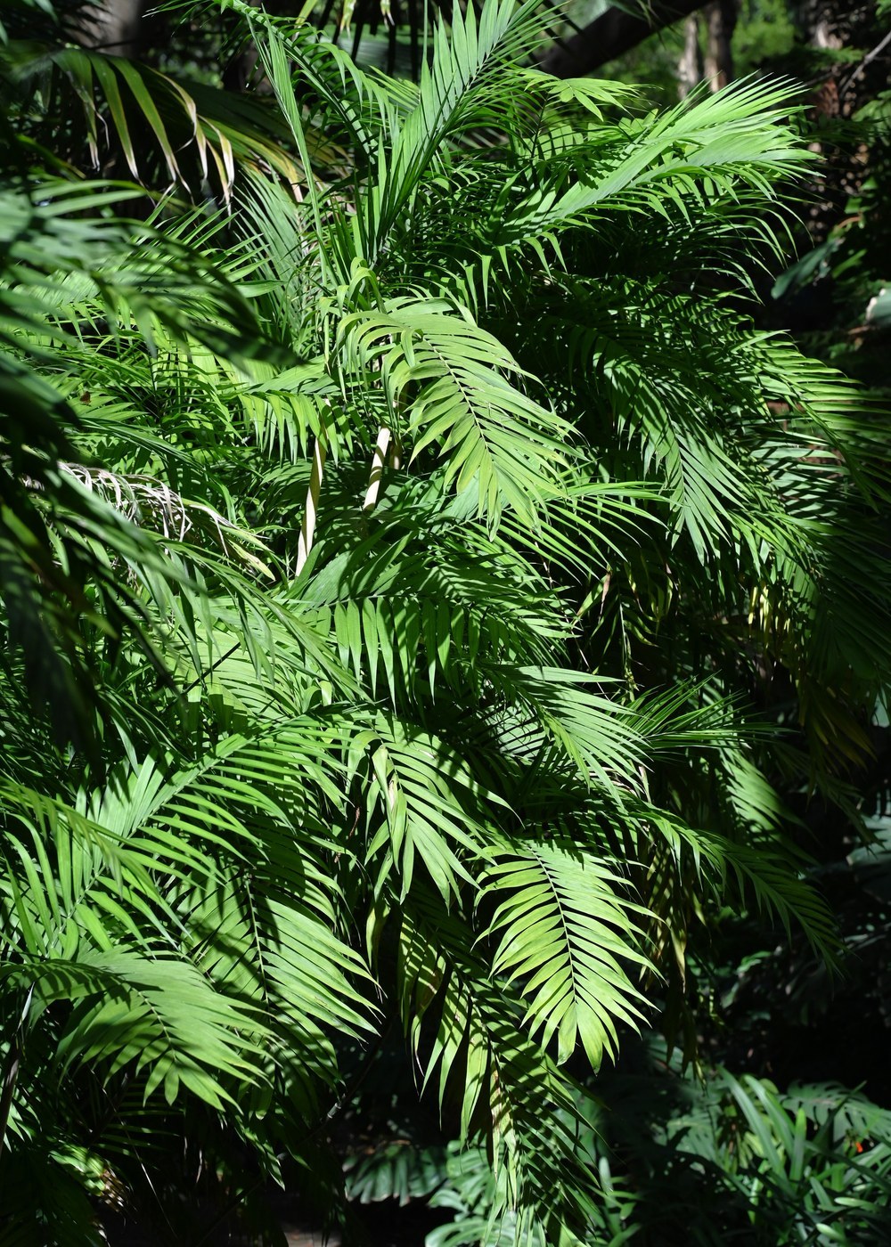 How to Care for Bamboo Palm