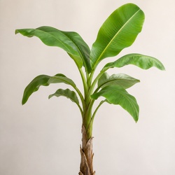 Banana Plant Identification Guide