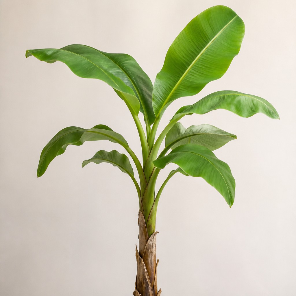 Banana Plant