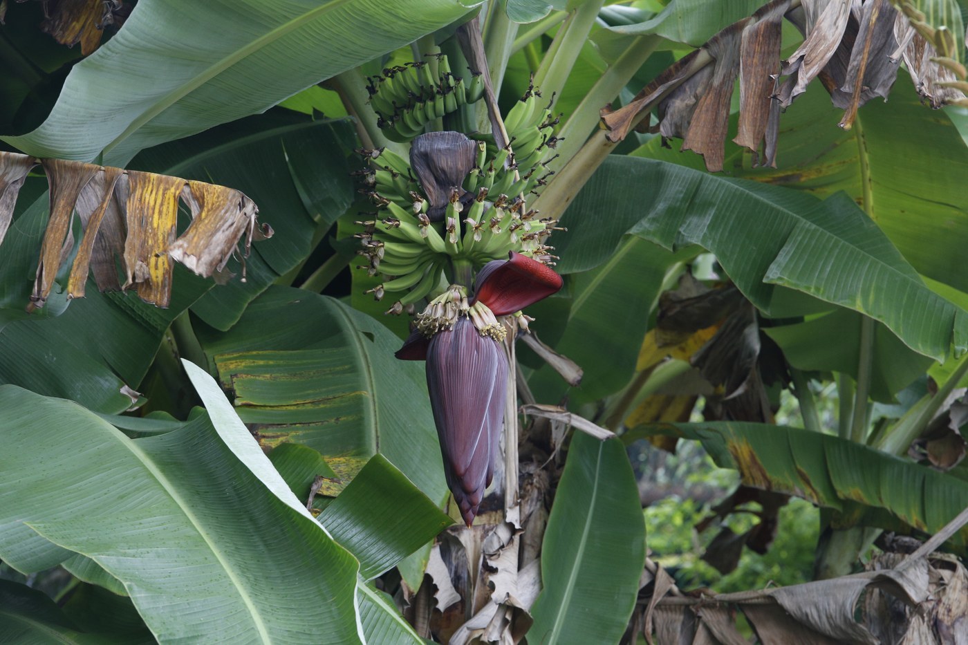 How to Care for Banana Plant