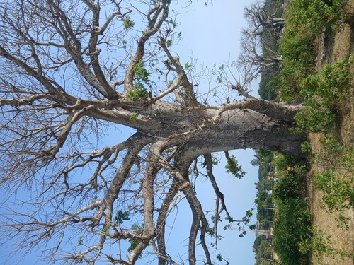 Baobab Tree