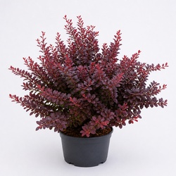 Barberry Identification Guide
