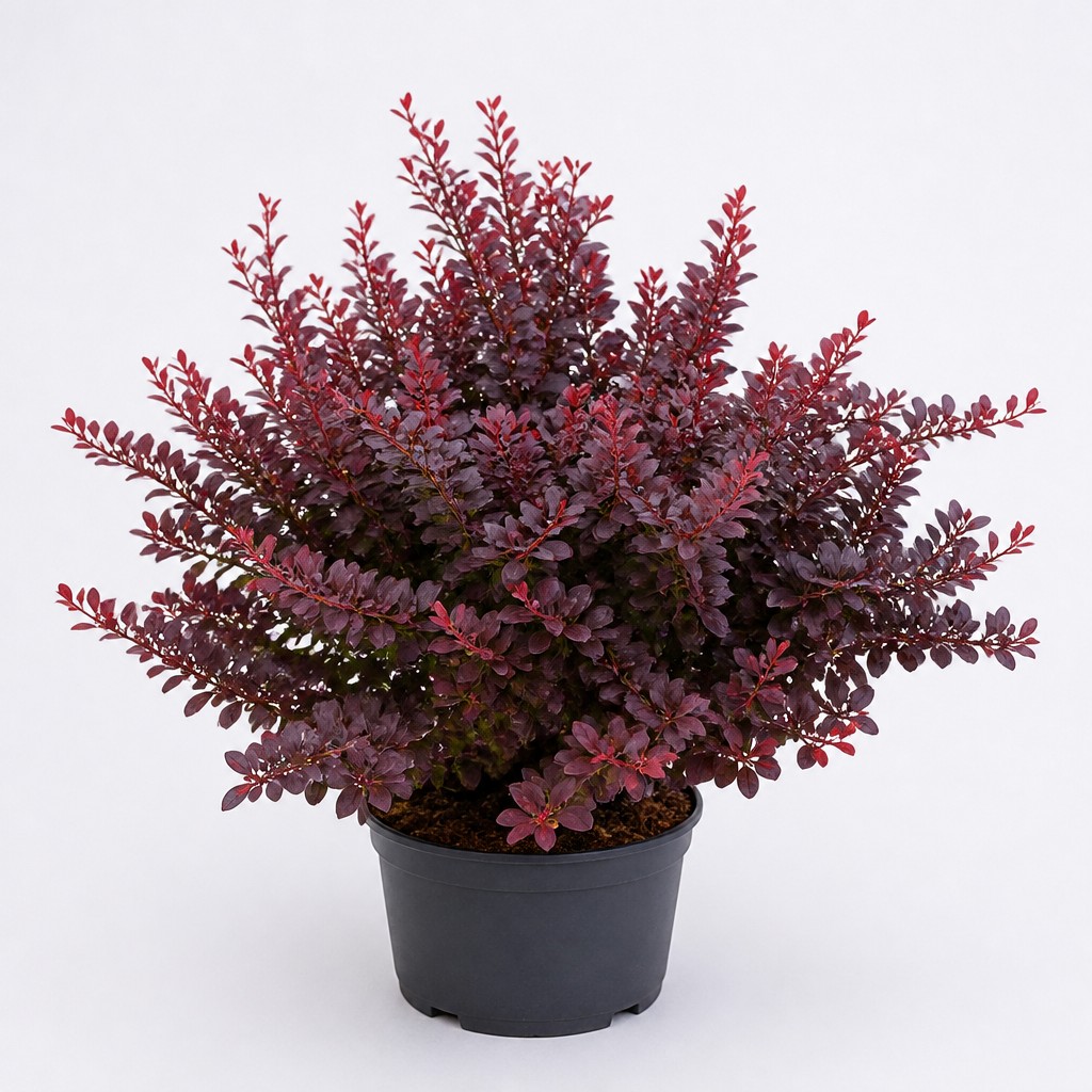 Barberry