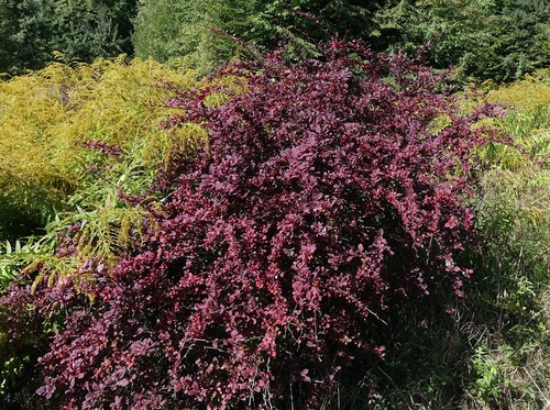 Barberry