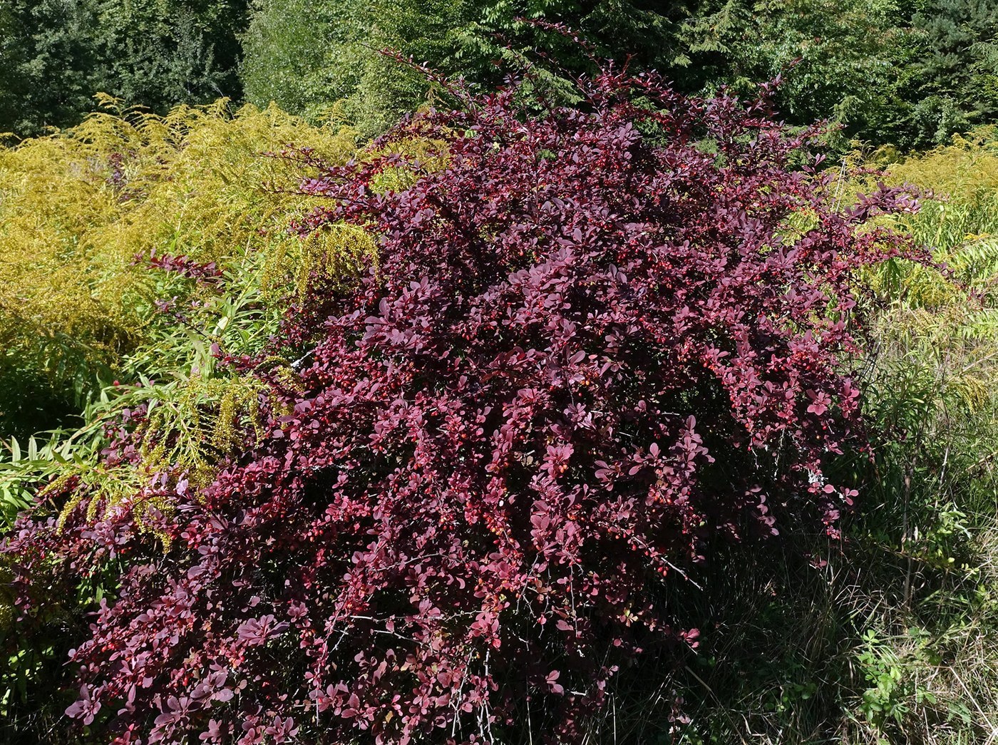 How to Care for Barberry