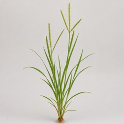 Barnyardgrass Identification Guide
