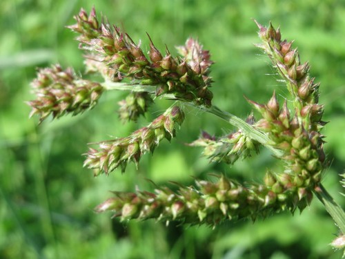 Barnyardgrass