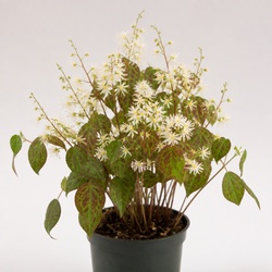 Barrenwort Identification Guide