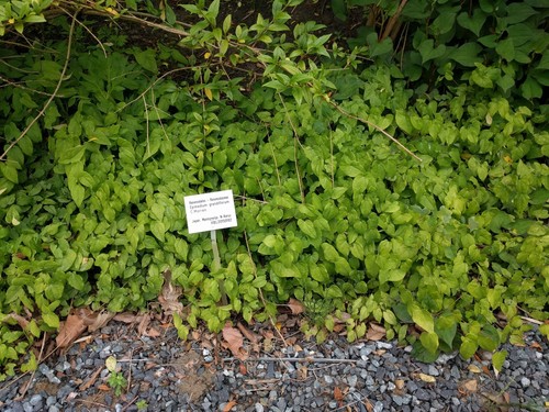 Barrenwort