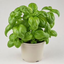 Basil Identification Guide