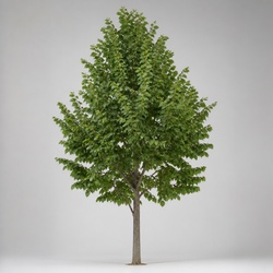 Basswood Identification Guide