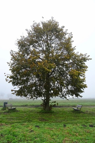Basswood