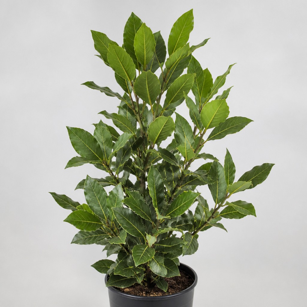 Bay Laurel
