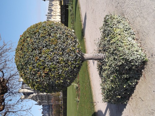 Bay Laurel