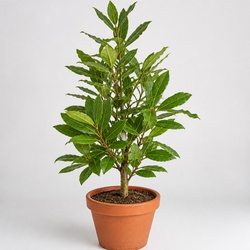Bay Leaf Identification Guide