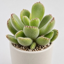 Bear's Paw Identification Guide