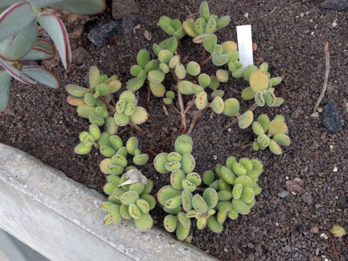Bear's Paw