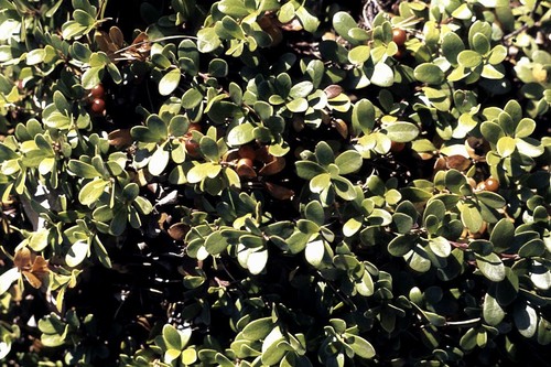 Bearberry